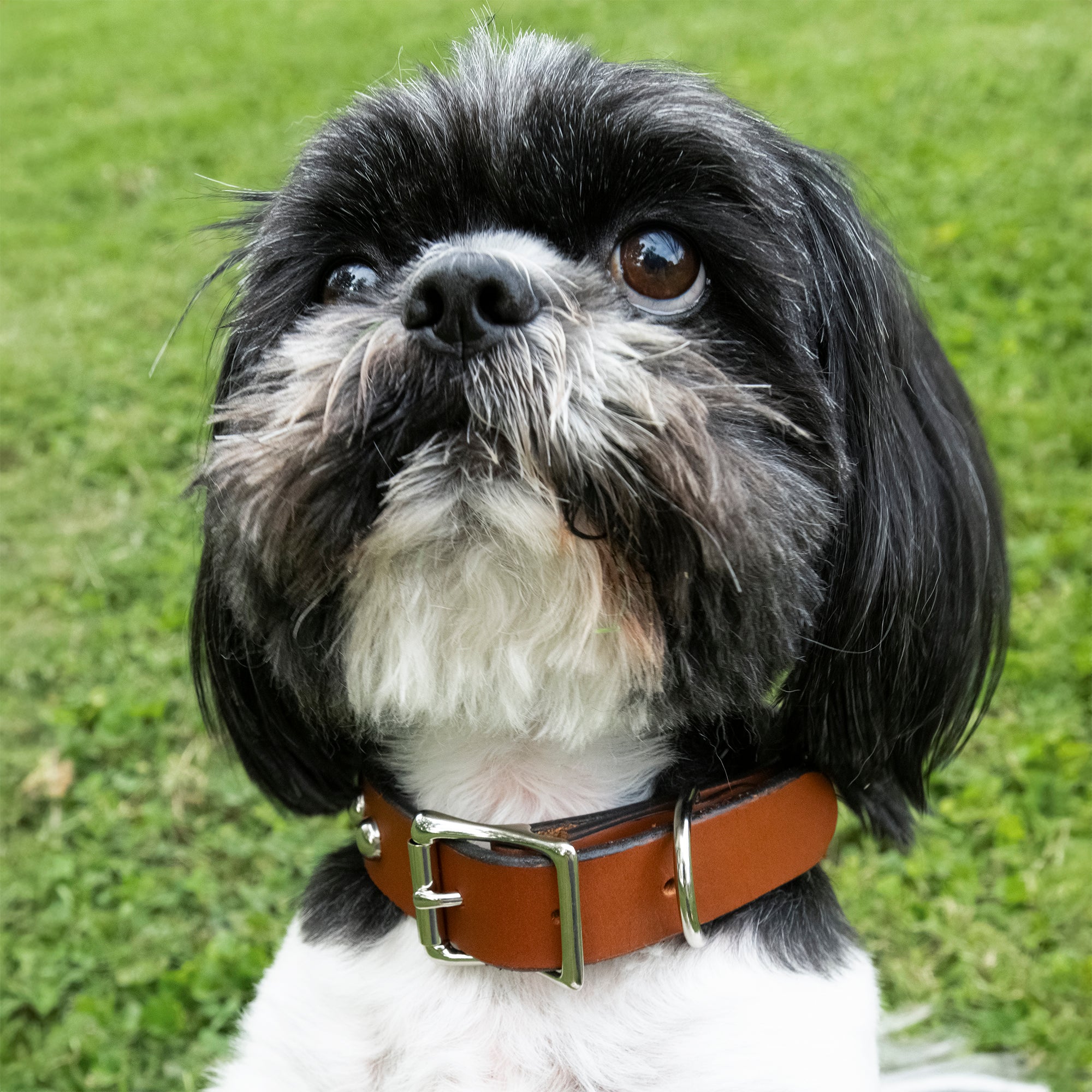 Large Dog Collar Kit, 1" x 24", Whiskey Torino