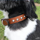 Leather Dog Collar Kit - Stained Torino Leather