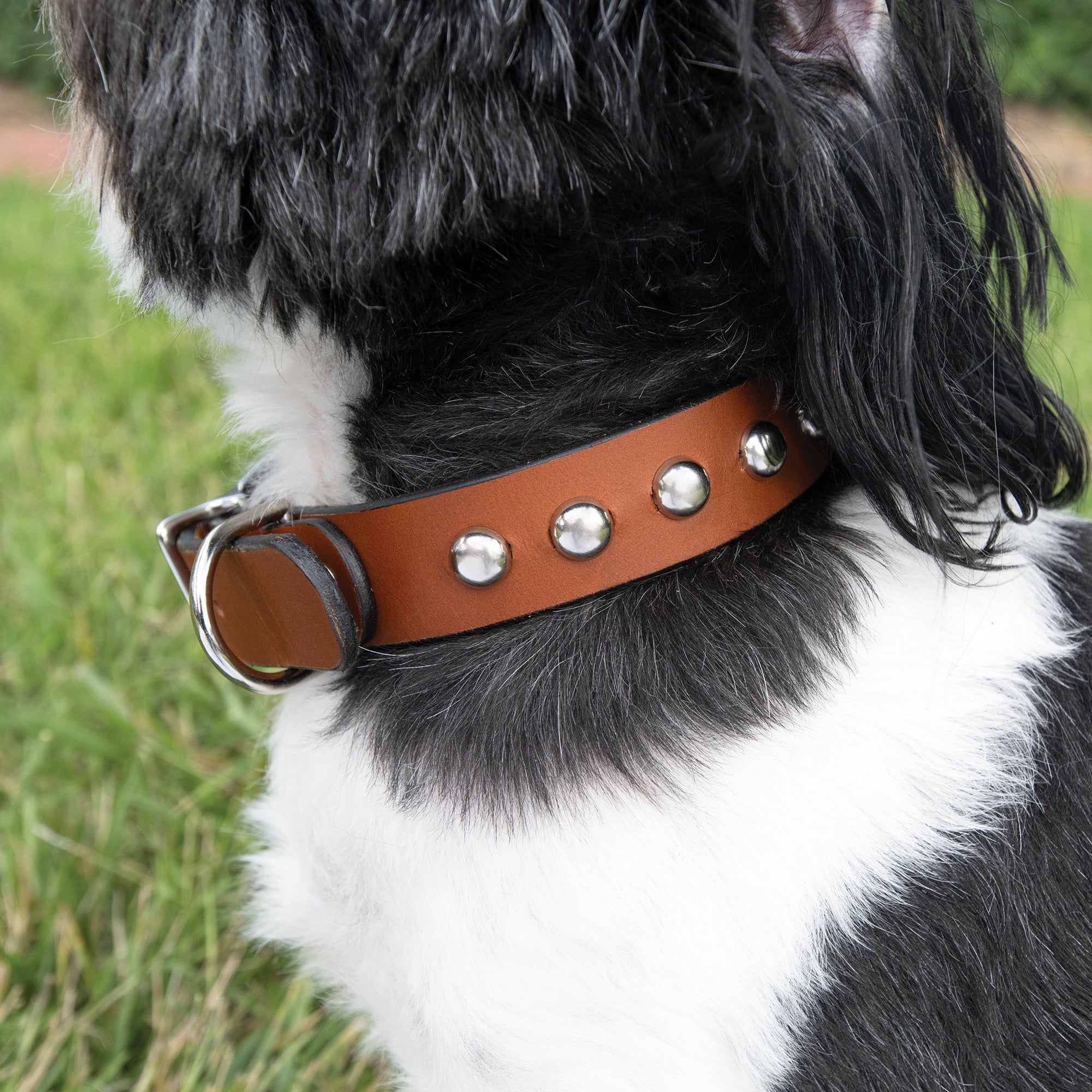Large Dog Collar Kit, 1" x 24", Whiskey Torino